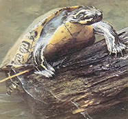 Turtles and other reptiles become more active before a storm.